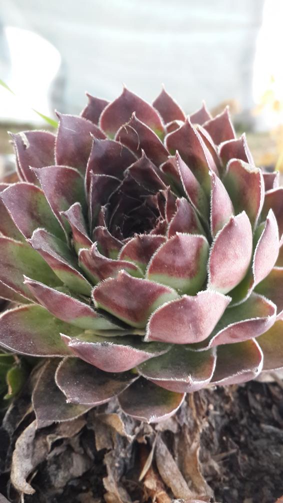 Name:  Sempervivum.jpg
Views: 594
Size:  74.9 KB