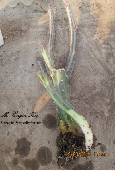 Name:  Senecio Stapeliaformis-2014-03-12-16-43.jpg
Views: 808
Size:  41.5 KB