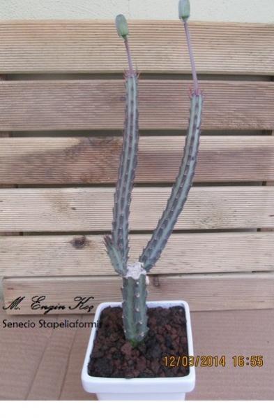 Name:  Senecio Stapeliaformis-2014-03-12-16-55-1.jpg
Views: 800
Size:  36.4 KB