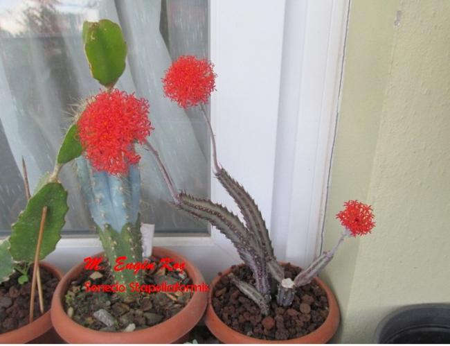 Name:  Senecio Stapeliaformis-2014-04-16-08-25-2-Yazl.jpg
Views: 930
Size:  37.4 KB