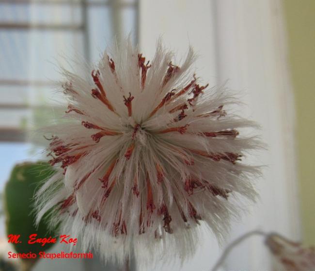 Name:  Senecio Stapeliaformis-2014-05-08-08-54-1-Yazl.jpg
Views: 802
Size:  37.1 KB