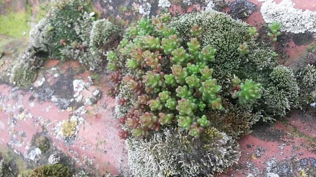 Name:  20150301_144903.jpg
Views: 1107
Size:  66.9 KB