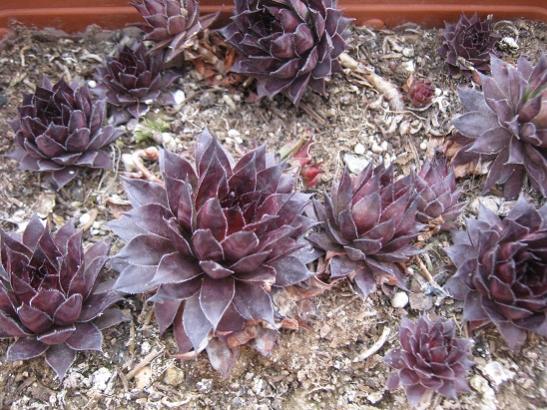 Name:  sempervivum.jpg
Views: 2157
Size:  62.0 KB