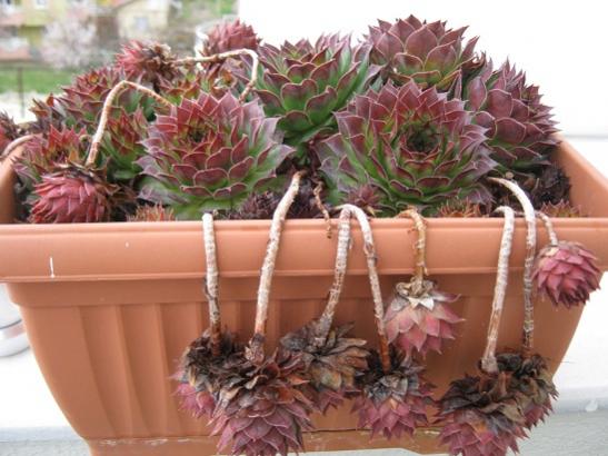 Name:  sempervivum1.jpg
Views: 1660
Size:  42.2 KB
