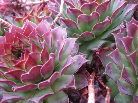 Name:  sempervivum2.jpg
Views: 1758
Size:  44.9 KB