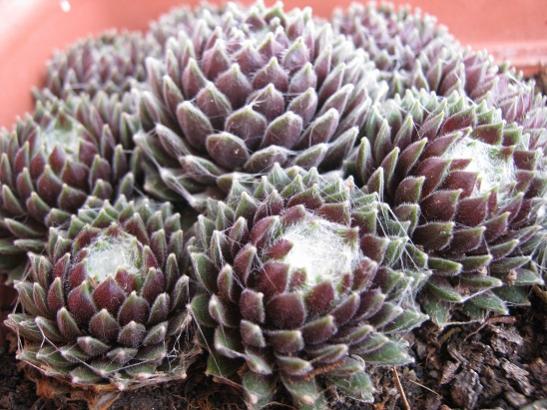 Name:  sempervivum3.jpg
Views: 1653
Size:  53.5 KB