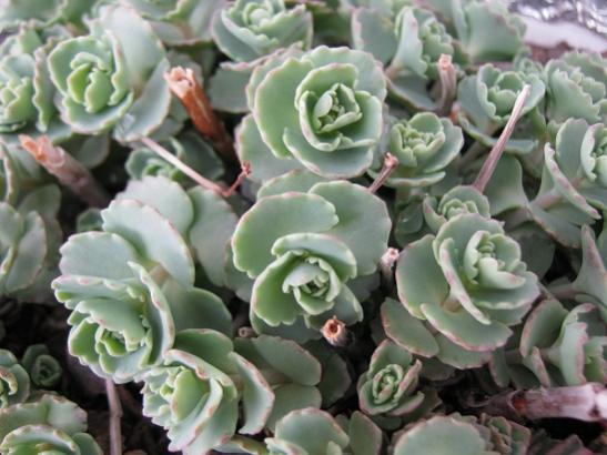Name:  sedum sieboldii.jpg
Views: 2053
Size:  40.9 KB