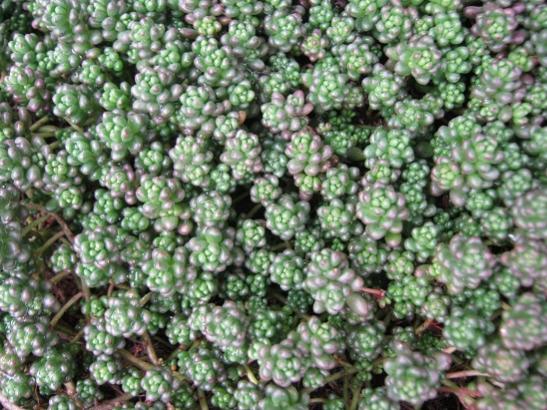 Name:  sedum album.jpg
Views: 1475
Size:  61.1 KB