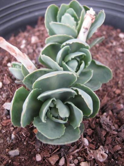 Name:  sedum autumn joy.jpg
Views: 1476
Size:  40.1 KB