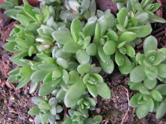 Name:  sedum sarmentosum.jpg
Views: 1541
Size:  44.4 KB