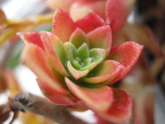 Name:  sedum palmeri.jpg
Views: 1472
Size:  61.4 KB