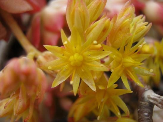 Name:  sedum palmeri ..jpg
Views: 1497
Size:  26.4 KB