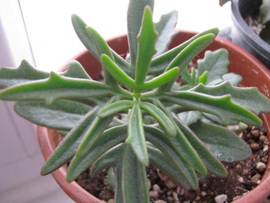 Name:  kalanchoe kewensis.jpg
Views: 1761
Size:  32.9 KB