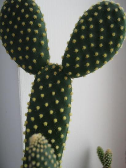 Name:  opuntia microdays.jpg
Views: 1686
Size:  24.5 KB