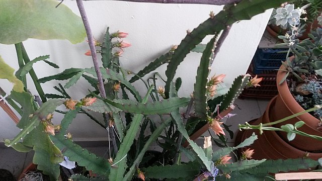 Name:  20150328_065246.jpg
Views: 875
Size:  66.1 KB