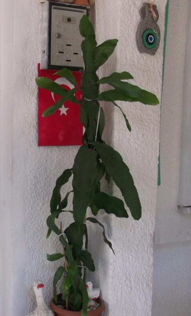 Name:  DSCF5775.jpg
Views: 924
Size:  66.6 KB