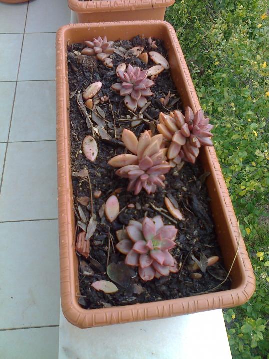 Name:  Fotoraf2109.jpg
Views: 721
Size:  74.1 KB