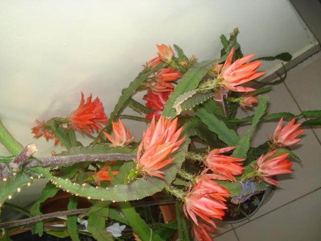 Name:  DSC07553.jpg
Views: 1025
Size:  42.9 KB