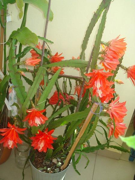 Name:  DSC07594.jpg
Views: 1002
Size:  48.1 KB