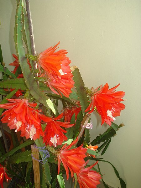 Name:  DSC07595.jpg
Views: 1032
Size:  60.0 KB