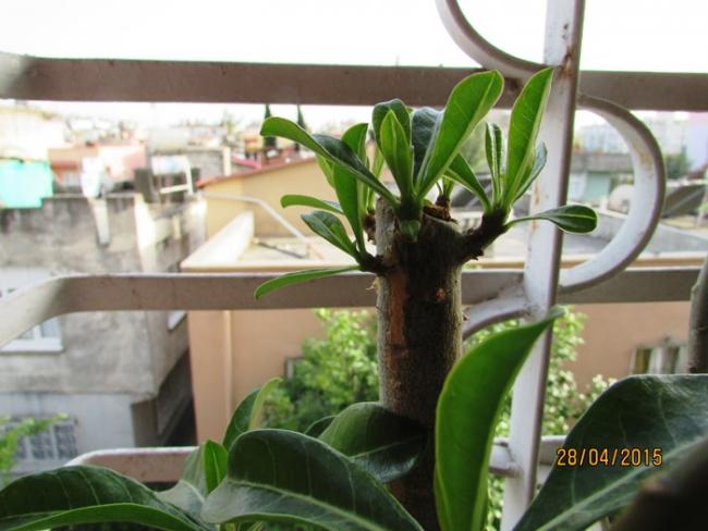 Name:  IMG_0426.jpg
Views: 843
Size:  42.3 KB