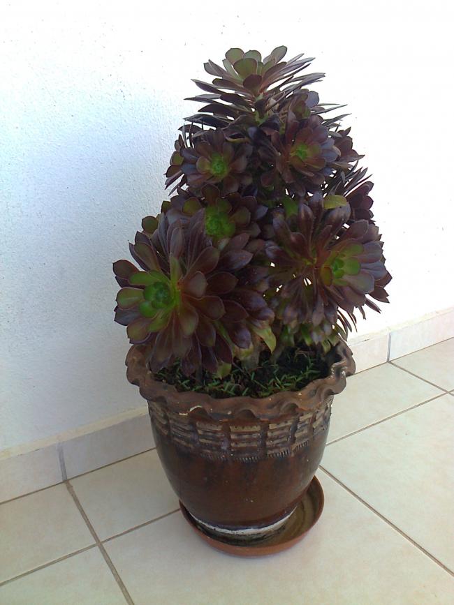 Name:  Fotoraf2328.jpg
Views: 678
Size:  61.5 KB