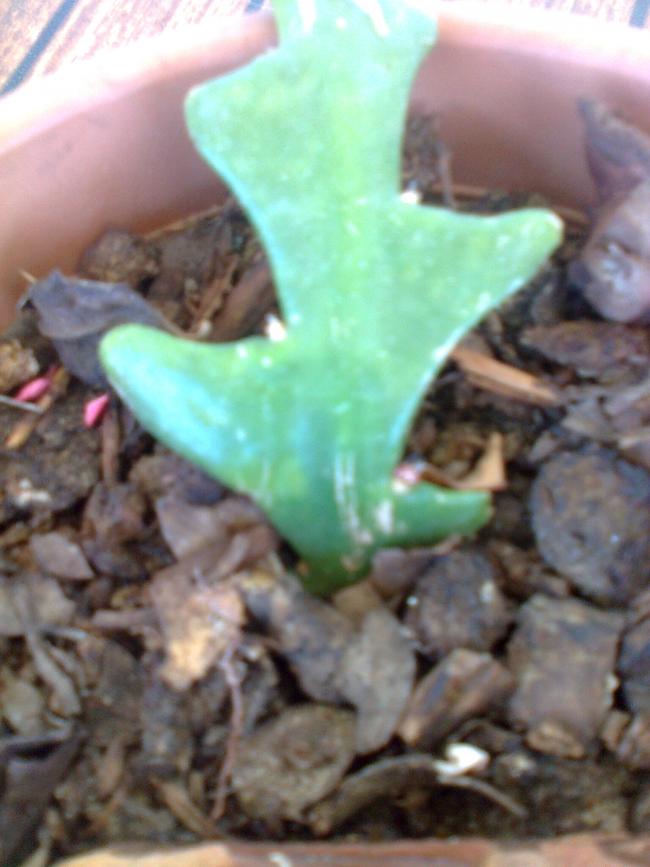 Name:  Fotoraf2322.jpg
Views: 623
Size:  57.0 KB