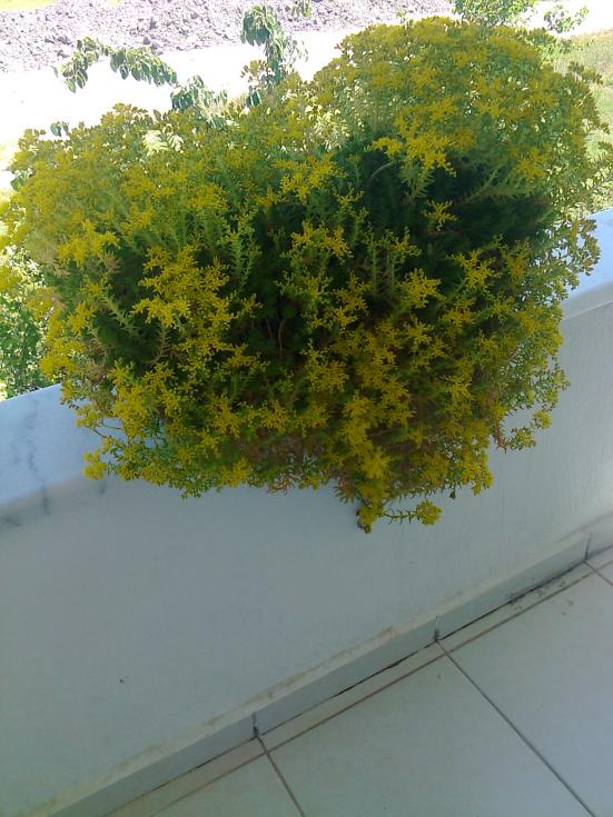 Name:  Fotoraf2343.jpg
Views: 649
Size:  71.8 KB