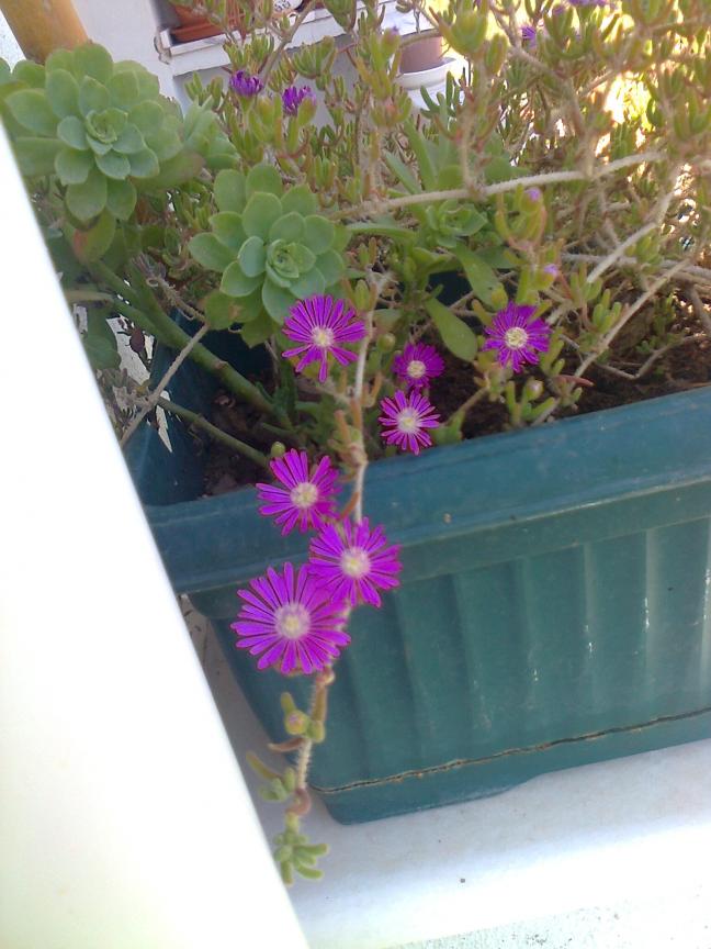 Name:  Fotoraf2347.jpg
Views: 615
Size:  69.7 KB