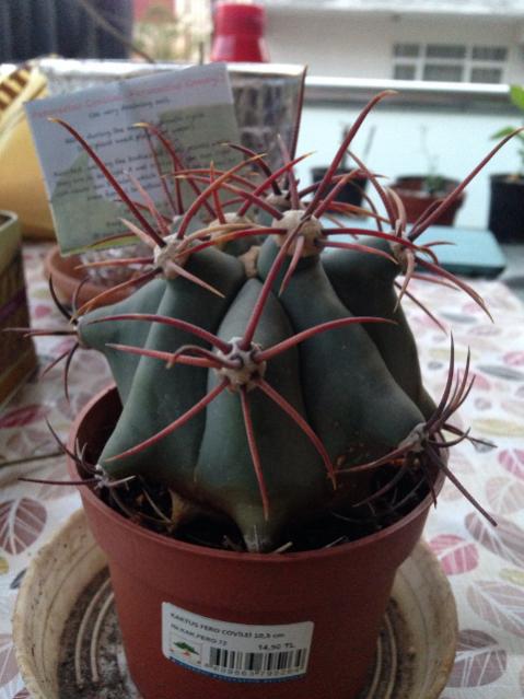 Name:  FeroCactus.jpg
Views: 662
Size:  44.5 KB