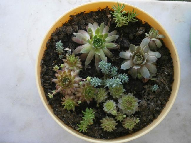 Name:  Succulent 00.jpg
Views: 2483
Size:  45.8 KB