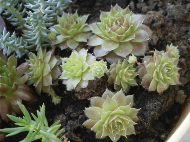 Name:  Succulent  01.jpg
Views: 2904
Size:  51.3 KB