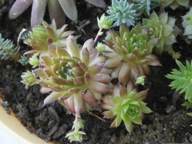 Name:  Succulent  02.jpg
Views: 2476
Size:  50.6 KB