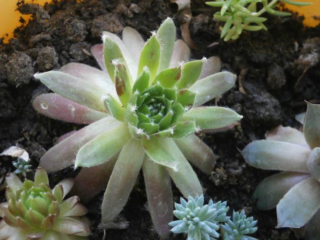 Name:  Succulent 03.jpg
Views: 2354
Size:  49.5 KB