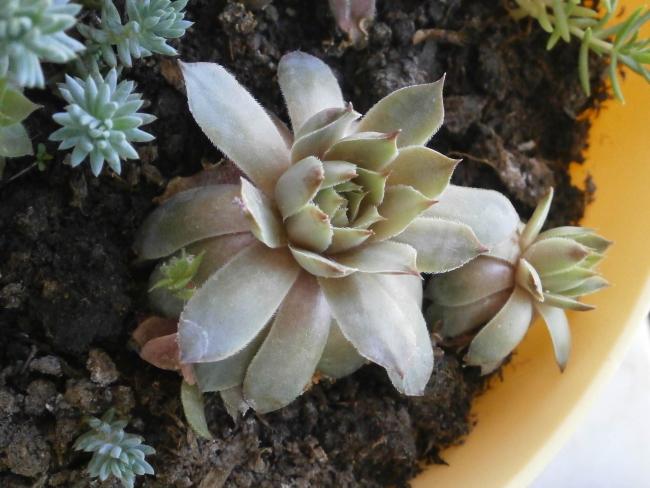 Name:  Succulent  04.jpg
Views: 2153
Size:  46.6 KB