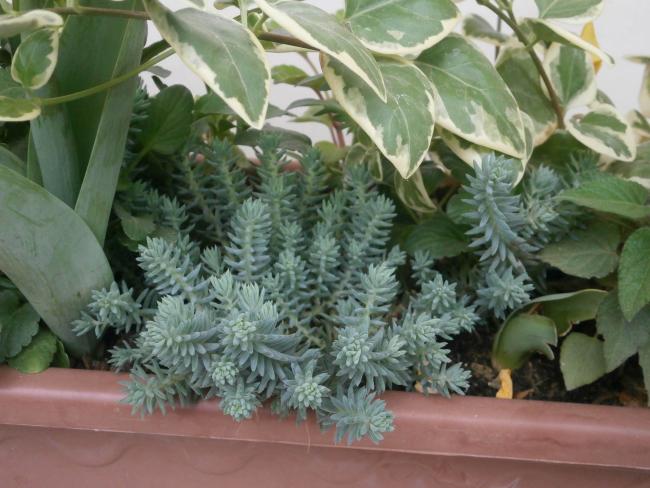 Name:  Sedum reflexum.jpg
Views: 2465
Size:  51.0 KB