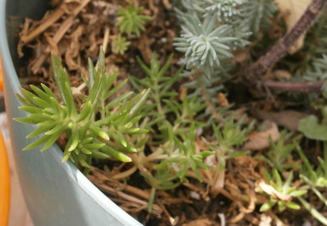 Name:  Succulent  05.jpg
Views: 2176
Size:  42.8 KB