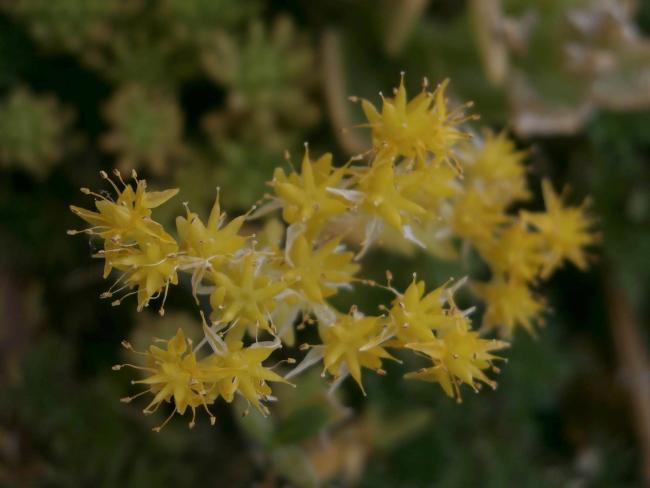 Name:  Succulent  06.jpg
Views: 2081
Size:  30.3 KB