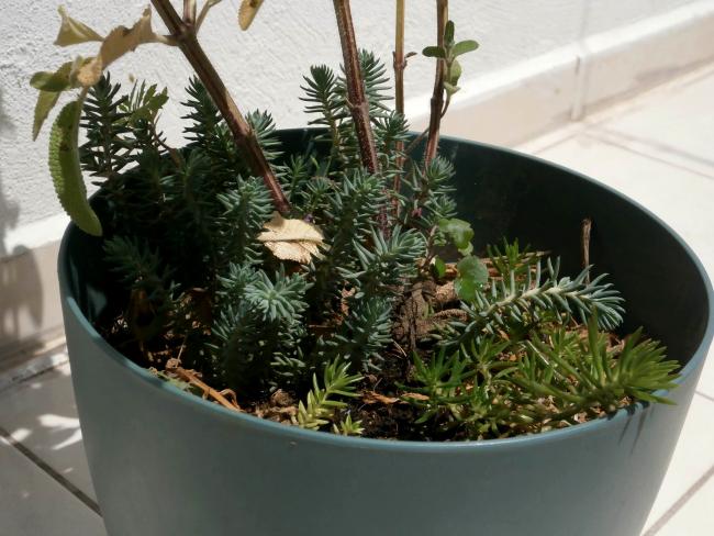 Name:  Succulent  07.jpg
Views: 2100
Size:  53.6 KB