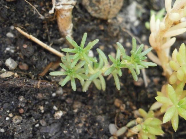 Name:  Succulent  08.jpg
Views: 2224
Size:  48.6 KB