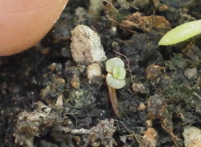 Name:  Succulent  09.jpg
Views: 2018
Size:  48.9 KB