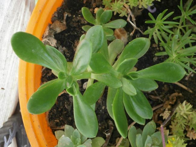 Name:  Succulent  10.jpg
Views: 2703
Size:  49.3 KB