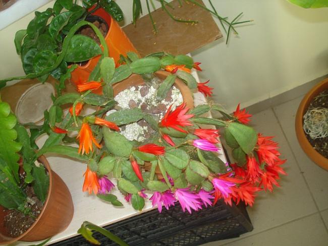 Name:  DSC07657.jpg
Views: 736
Size:  51.8 KB