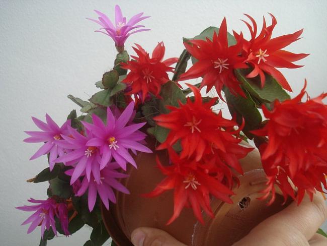 Name:  DSC07685.jpg
Views: 716
Size:  41.5 KB