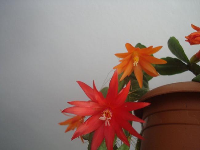 Name:  DSC07686.jpg
Views: 716
Size:  21.2 KB