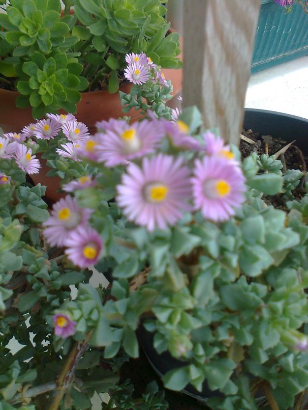 Name:  Fotoraf2631.jpg
Views: 927
Size:  71.2 KB