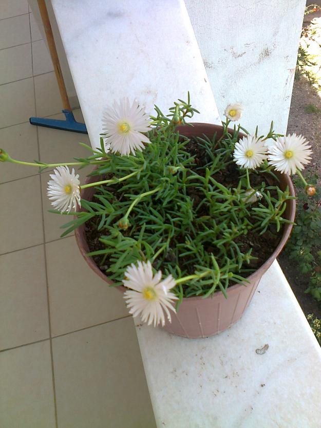 Name:  Fotoraf2480.jpg
Views: 881
Size:  71.6 KB