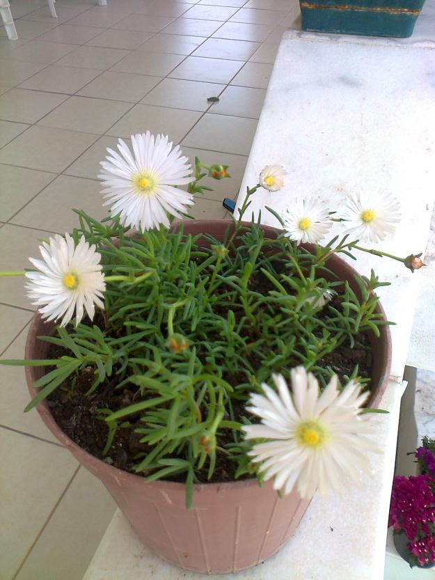 Name:  Fotoraf2481.jpg
Views: 856
Size:  71.4 KB
