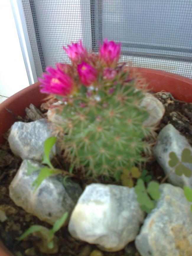 Name:  Fotoraf2688.jpg
Views: 1307
Size:  65.3 KB