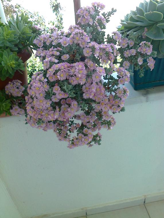 Name:  Fotoraf2689.jpg
Views: 784
Size:  72.2 KB